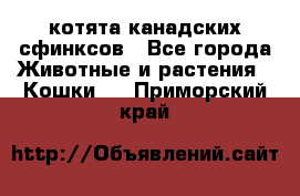 котята канадских сфинксов - Все города Животные и растения » Кошки   . Приморский край